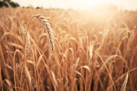 Wheat Stock Photos
