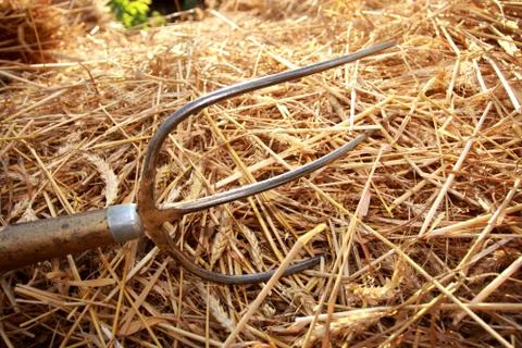 Wheat with pitchfork Stock Photos