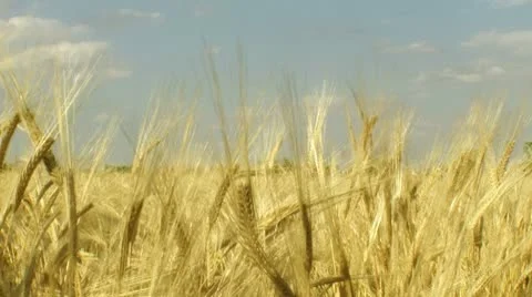 Wheat plane 1 動画素材 8981174