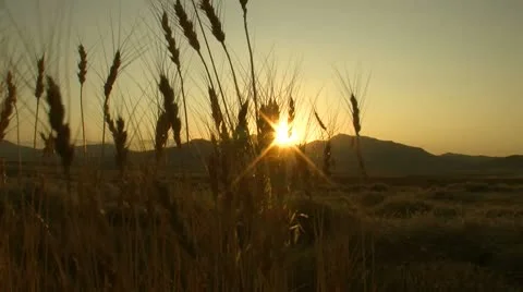 Wheat plane 3 Stock Footage 10793635