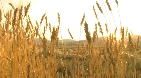 Wheat plane 4 Stock Footage 10793638