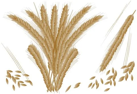 Wheat Plant and Grain Vector Illustration Stock Illustration