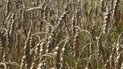Wheat Plant Stock Footage 52538046