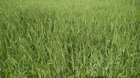 Wheat plant Stock Footage 126002579