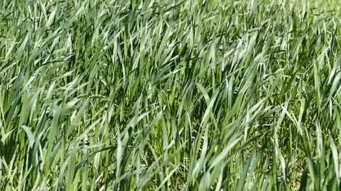 Wheat plant greening in spring,close-up wheat plant, Stock Footage 196494101