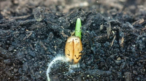 Wheat plant growing from soil Stock Footage 46460302