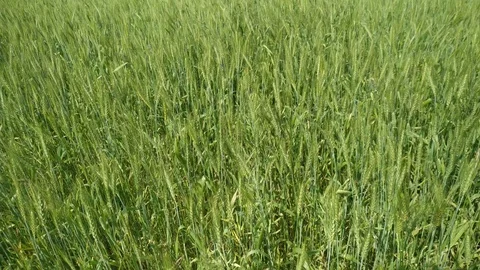 Wheat plant growth Stock Footage 126002582
