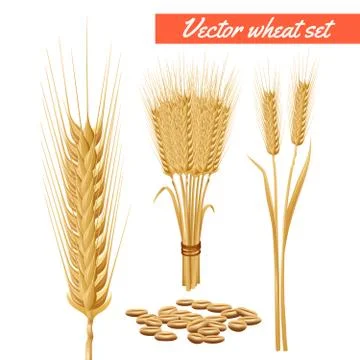 Wheat plant heads and grain poster Stock Illustration