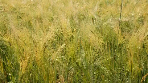 Wheat plant motion backgrounds Stock Footage 100849885
