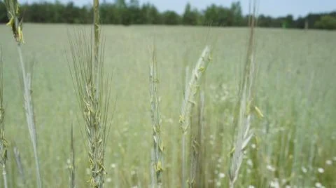 Wheat Plant Fotos de archivo