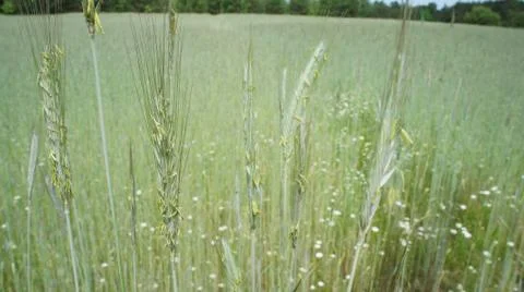 Wheat Plant Fotos de archivo