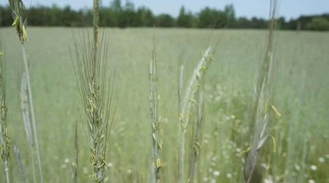 Wheat Plant Stock Photos