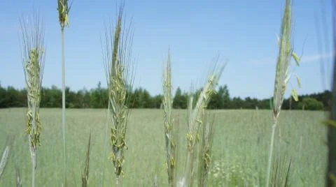 Wheat Plant Stock Photos
