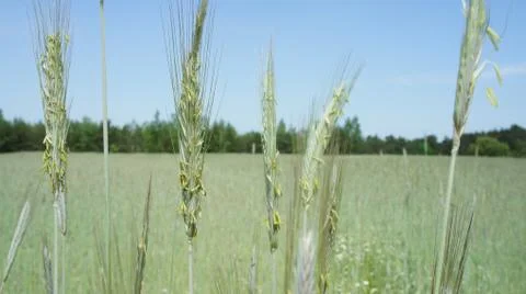 Wheat Plant Stock Photos