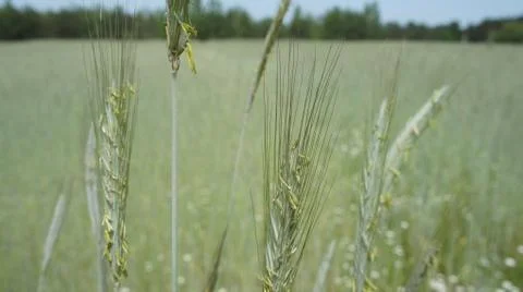 Wheat Plant Stock Photos