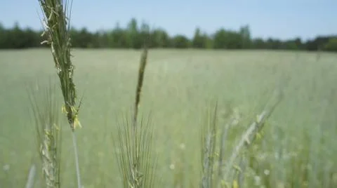 Wheat Plant Stock Photos