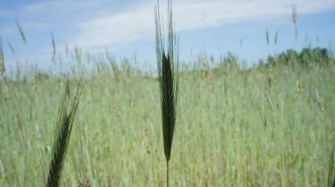 Wheat Plant Fotos Stock