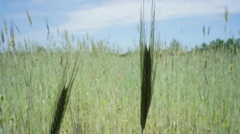 Wheat Plant Stock Photos