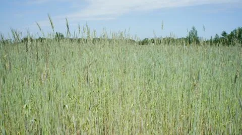 Wheat Plant Stock Photos