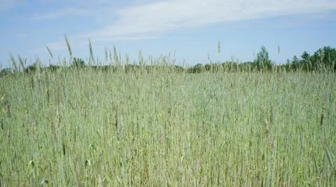Wheat Plant Stock Photos