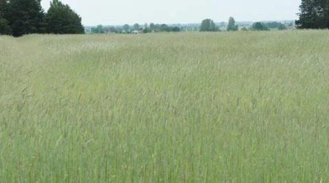 Wheat Plant Stock-Fotos