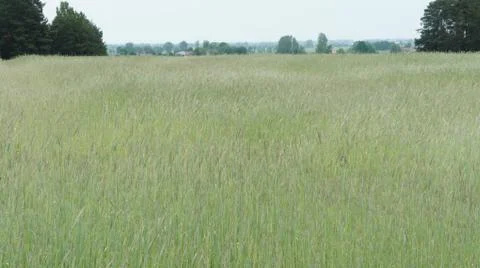 Wheat Plant Fotos de archivo