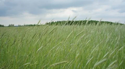 Wheat Plant Stock Photos