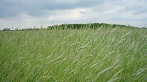 Wheat Plant Stock Photos