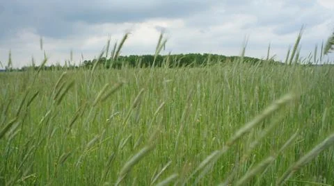 Wheat Plant Fotos de archivo