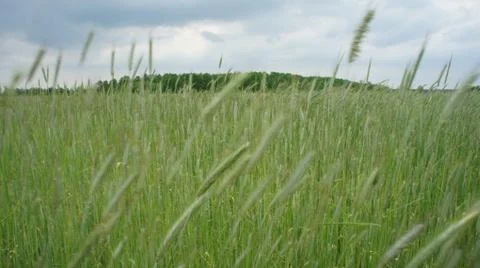 Wheat Plant Stock-Fotos