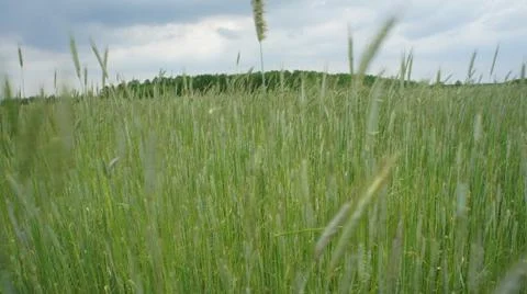 Wheat Plant Stock Photos