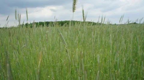 Wheat Plant Fotos de archivo