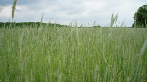 Wheat Plant Fotos de archivo