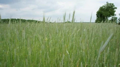 Wheat Plant Fotos de archivo