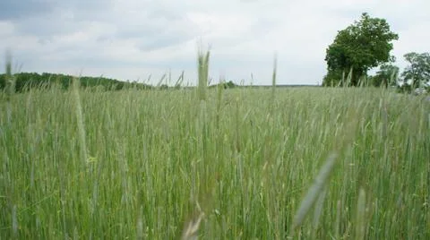 Wheat Plant Stock-Fotos