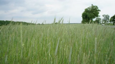 Wheat Plant Stock-Fotos
