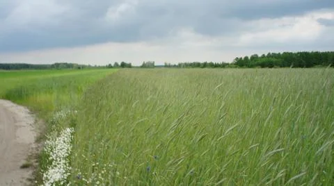 Wheat Plant Stock Photos