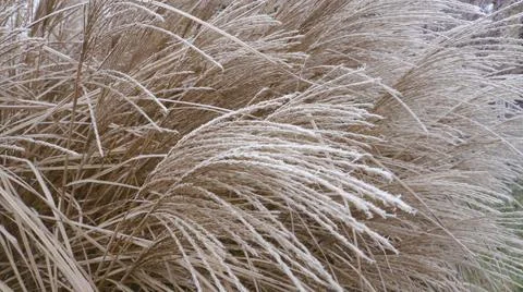 Wheat-like plant Foto stock