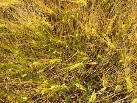 Wheat plants bend gracefully in sunlight, showcasing vibrant golden hues wh.. Stock Photos