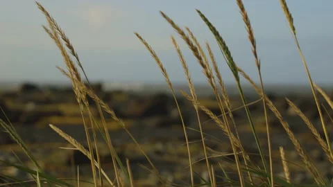 Wheat plants, grains of wheat move in a light wind in slow motion. Stock Footage 228264681