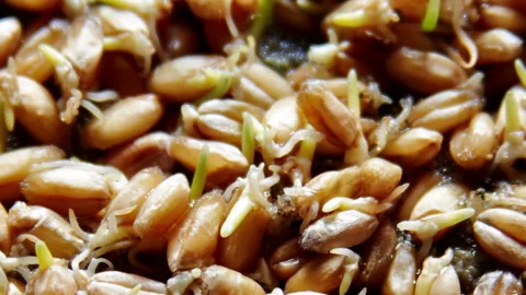 Wheat plants growing Stock Footage 90258168