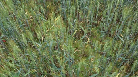 Wheat plants growing unevenly on patchy green soil with thin stalks and yellowin Stock Footage 311662162
