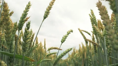 Wheat plants moving by wind in sunset. Slow motion Video stock 202608418