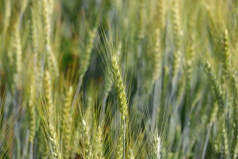 Wheat plants Stock Photos