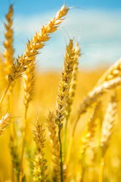 Wheat plants Stock Photos