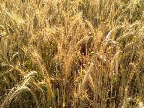 Wheat plants swaying on the wind Stock Footage 80753001