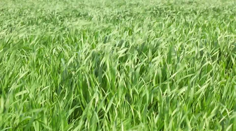 Wheat plants waving on strong wind Stock Footage 35762579