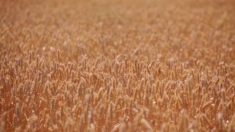 Wheat plants waving at wind at sunny summer day Stock Footage 99282119