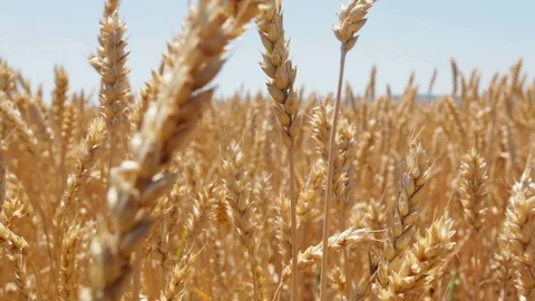 Wheat plants waving at wind at sunny summer day Stock Footage 99282220