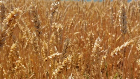 Wheat plants waving at wind at sunny summer day Stock Footage 99282222